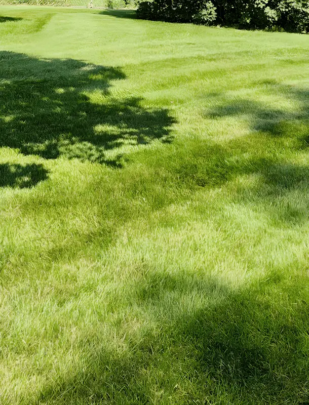 clean cut grass